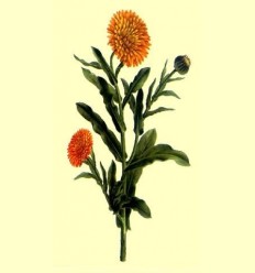 Calèndula o Meravella (Calendula oficinalis) Planta tallada