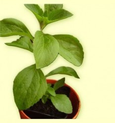 Estevia Planta Tallada (Stevia rebaudiana) Ecològica - La Bona Salut